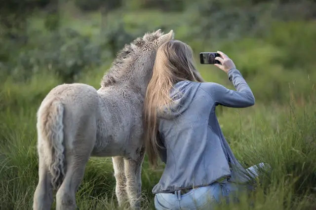 a donkey showing its behind