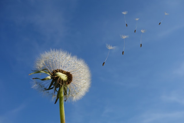 dandelion in the wind