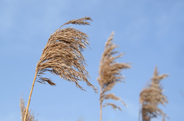 straw in the wind